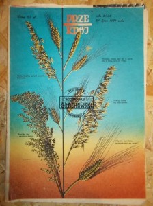 Przekrój. Nr 2042. 29 lipca 1984