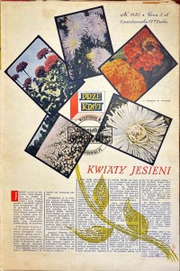 Przekrój Nr 1435/8 października 1972 roku