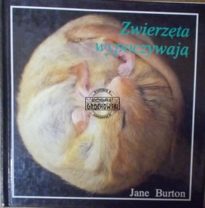 Zachowanie się zwierząt. Zwierzęta wypoczywają.