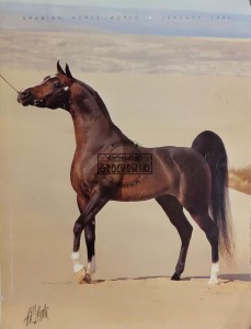 Arabian Horse World. January 1992